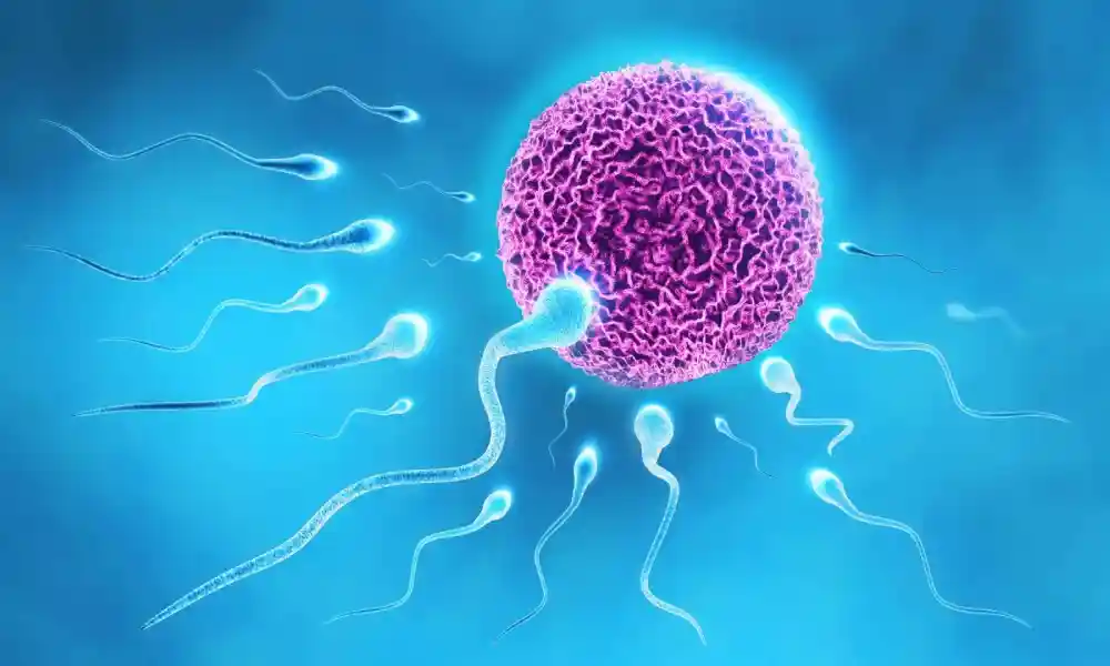 العقم وغذاء ملكات النحل: 6 فوائد مذهلة تغير حياة الأزواج. 2 كيف يمكن لغذاء ملكات النحل أن يكون سببا في التداوي من العقل عند الرجال